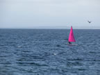 lower-largo-sailing-club-pink-sail-fife